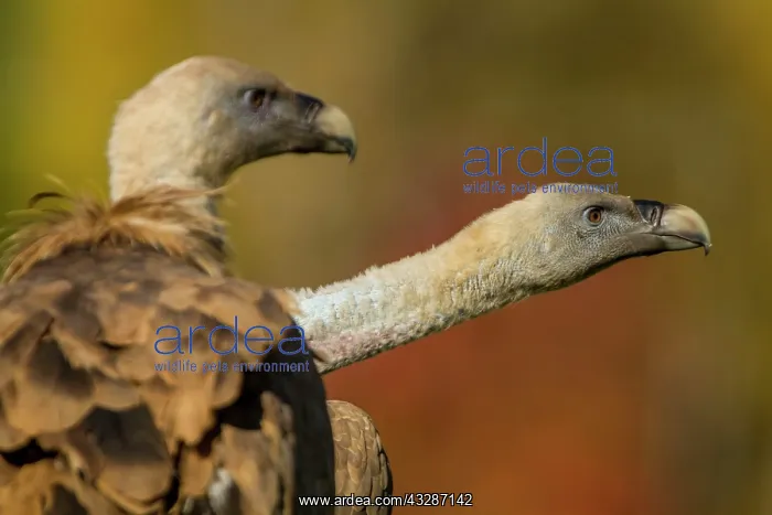 : 80184350 Griffon Vulture - adult portrait Cremenes : 80184350 Griffon Vulture - adult portrait Cremenes