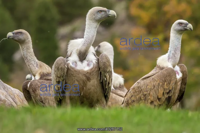 : 80184351 Griffon Vulture - group on grassland Cremenes : 80184351 Griffon Vulture - group on grassland Cremenes