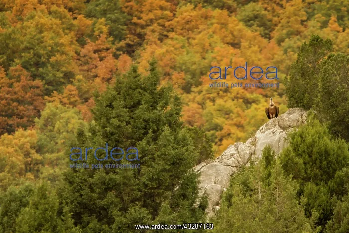 : 80184352 Griffon Vulture - perched on stone with : 80184352 Griffon Vulture - perched on stone with