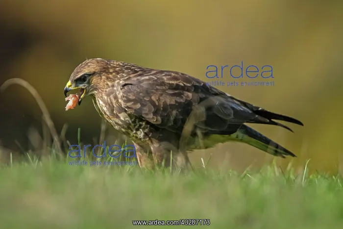 : 80184353 Common Buzzard - adult feeding Cremenes : 80184353 Common Buzzard - adult feeding Cremenes