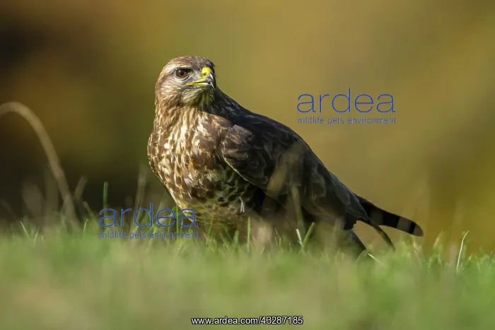 : 80184354 Common Buzzard - adult Cremenes, Castilla : 80184354 Common Buzzard - adult Cremenes, Castilla