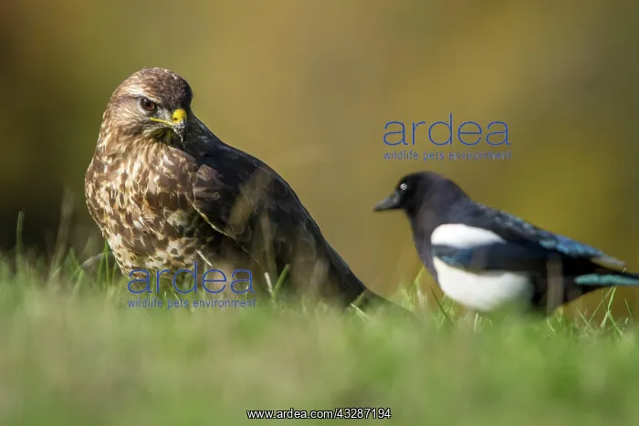 : 80184355 Common Buzzard - adult with Magpie Cremenes : 80184355 Common Buzzard - adult with Magpie Cremenes