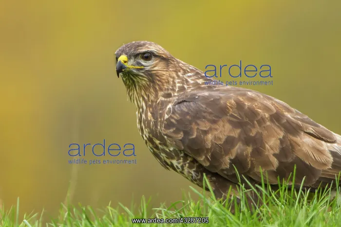 : 80184356 Common Buzzard - adult Cremenes, Castilla : 80184356 Common Buzzard - adult Cremenes, Castilla