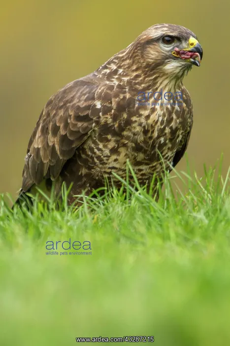  : 80184357 Common Buzzard - adult feeding Cremenes