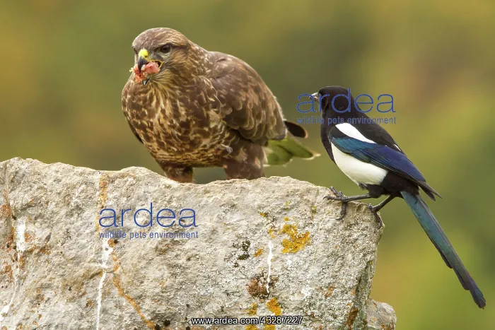 : 80184358 Common Buzzard - adult with Magpie Cremenes : 80184358 Common Buzzard - adult with Magpie Cremenes