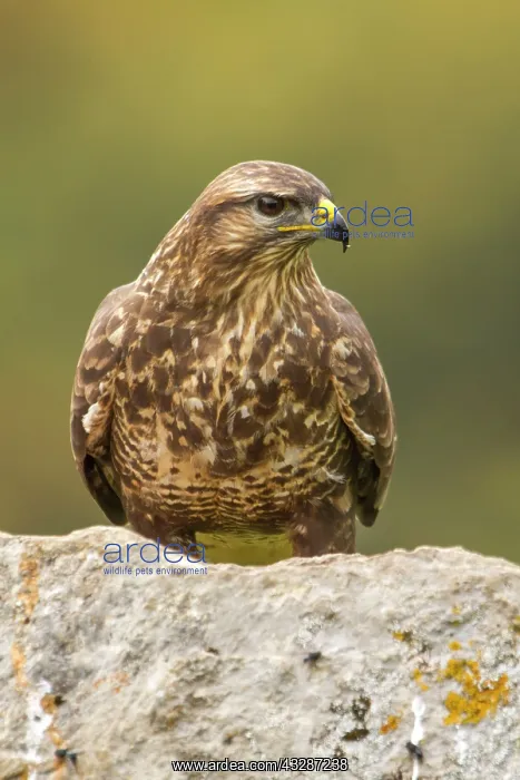 : 80184359 Common Buzzard - adult Cremenes, Castilla : 80184359 Common Buzzard - adult Cremenes, Castilla
