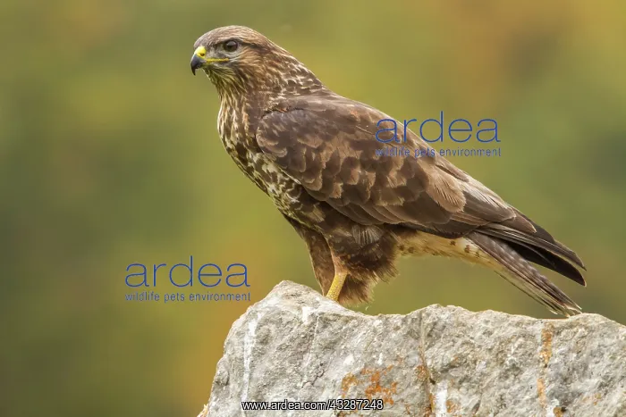 : 80184360 Common Buzzard - adult Cremenes, Castilla : 80184360 Common Buzzard - adult Cremenes, Castilla