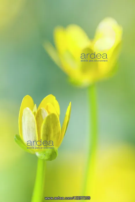 : 80184361 Lesser Celandine - spring flowers Allariz : 80184361 Lesser Celandine - spring flowers Allariz