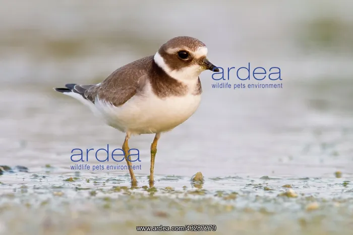 : 80184363 Great Ringed Plover - walking on shore : 80184363 Great Ringed Plover - walking on shore