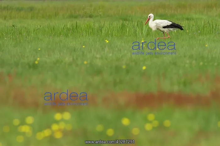 : 80184364 White Stork - walking in field A Veiga : 80184364 White Stork - walking in field A Veiga