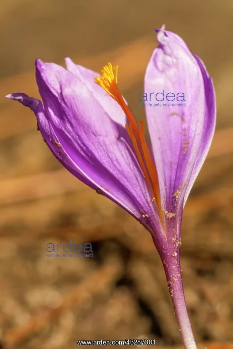: 80184365 Crocus Serotinus - autumn Allariz, Galicia : 80184365 Crocus Serotinus - autumn Allariz, Galicia
