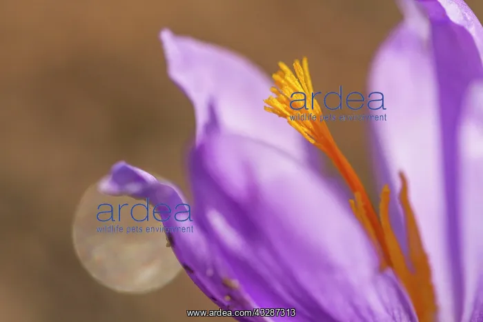: 80184366 Crocus Serotinus - autumn Allariz, Galicia : 80184366 Crocus Serotinus - autumn Allariz, Galicia