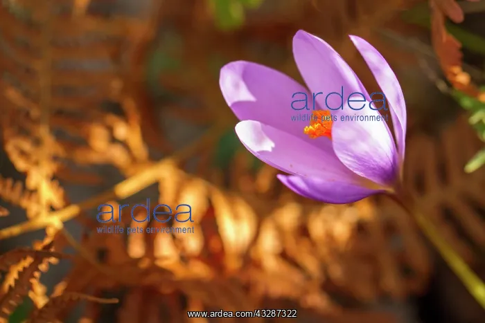 : 80184367 Crocus Serotinus - autumn Allariz, Galicia : 80184367 Crocus Serotinus - autumn Allariz, Galicia