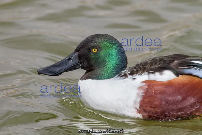 : 80184368 Northern Shoveler - adult male (controlled : 80184368 Northern Shoveler - adult male (controlled