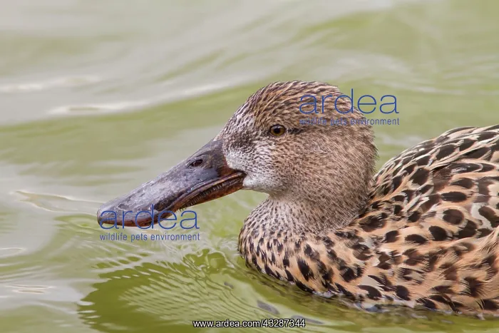 : 80184369 Northern Shoveler - adult female (controlled : 80184369 Northern Shoveler - adult female (controlled