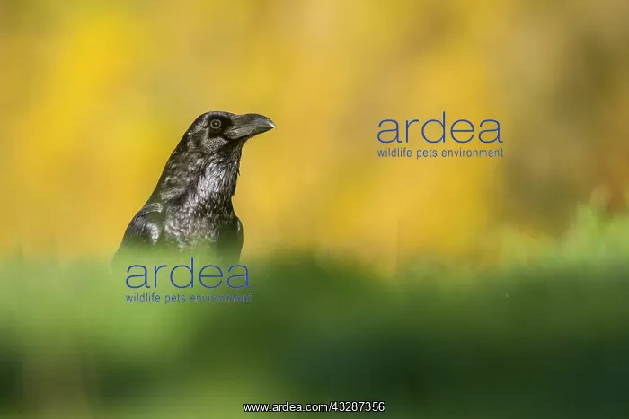 : 80184370 Common Raven - adult Cremenes, Castilla : 80184370 Common Raven - adult Cremenes, Castilla