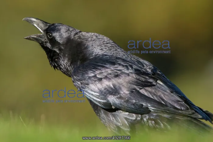 : 80184371 Common Raven - adult calling Cremenes : 80184371 Common Raven - adult calling Cremenes