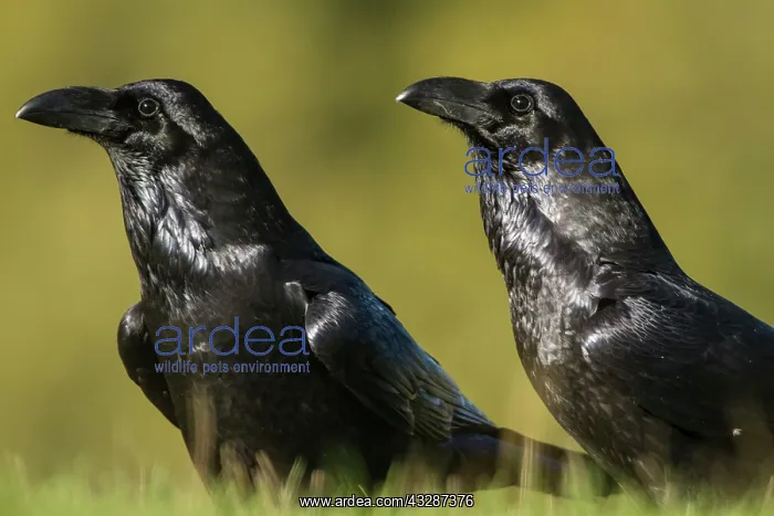 : 80184372 Common Raven - adult Cremenes, Castilla : 80184372 Common Raven - adult Cremenes, Castilla