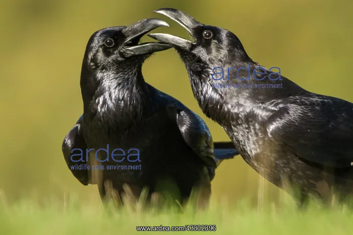 : 80184373 Common Raven - adult Cremenes, Castilla : 80184373 Common Raven - adult Cremenes, Castilla