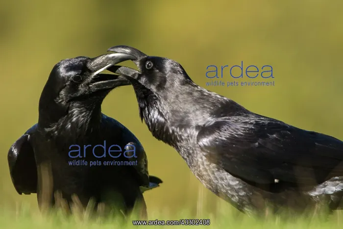 : 80184374 Common Raven - adult Cremenes, Castilla : 80184374 Common Raven - adult Cremenes, Castilla