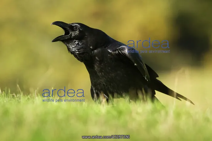 : 80184375 Common Raven - adult calling Cremenes : 80184375 Common Raven - adult calling Cremenes