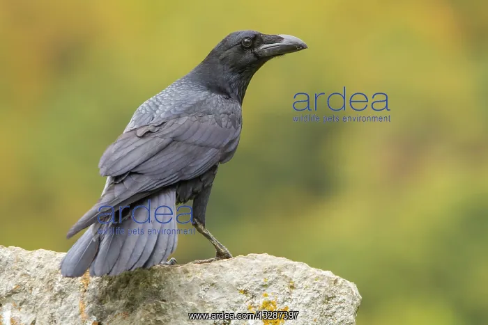 : 80184376 Common Raven - adult Cremenes, Castilla : 80184376 Common Raven - adult Cremenes, Castilla