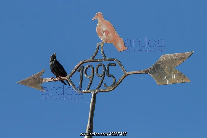 : 80184377 Spotless Starling - perched on weather : 80184377 Spotless Starling - perched on weather