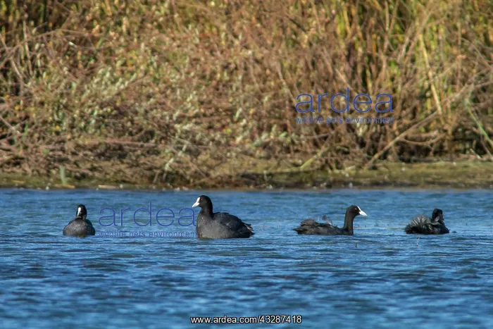 : 80184378 Common Coot - adults swimming Antela Marsh : 80184378 Common Coot - adults swimming Antela Marsh