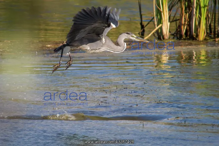 : 80184379 Grey Heron - young in flight Antela Marsh : 80184379 Grey Heron - young in flight Antela Marsh