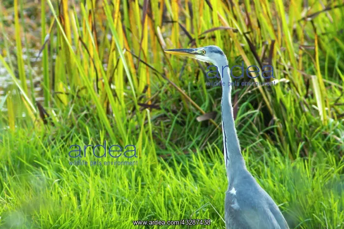 : 80184380 Grey Heron A Veiga, Galicia, Spain Ardea : 80184380 Grey Heron A Veiga, Galicia, Spain Ardea