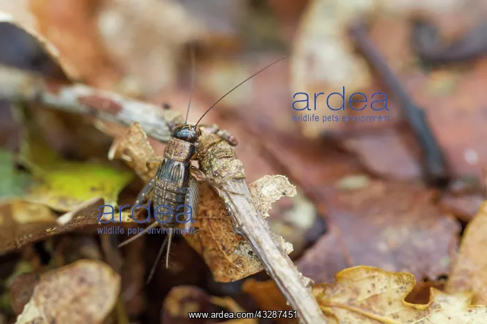 : 80184381 Wood Cricket Allariz, Galicia, Spain Nemobius : 80184381 Wood Cricket Allariz, Galicia, Spain Nemobius