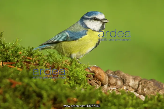 : 80184382 Eurasian Blue Tit Cremenes, Castilla Leon : 80184382 Eurasian Blue Tit Cremenes, Castilla Leon