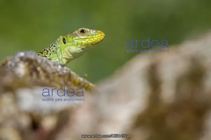 : 80184383 Ocellated Lizard - sunbathing Peneda-Geres : 80184383 Ocellated Lizard - sunbathing Peneda-Geres