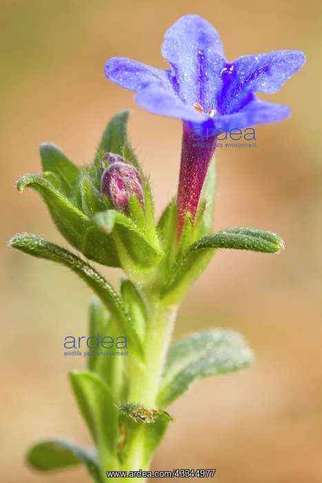: 80184384 Lithodora - flower Galicia, Spain Lithodora : 80184384 Lithodora - flower Galicia, Spain Lithodora