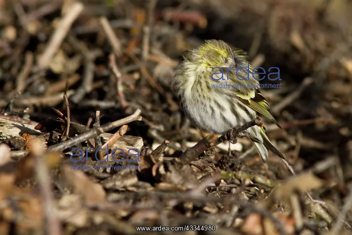 : 80184385 Eurasian Siskin - adult sleeping Allariz : 80184385 Eurasian Siskin - adult sleeping Allariz