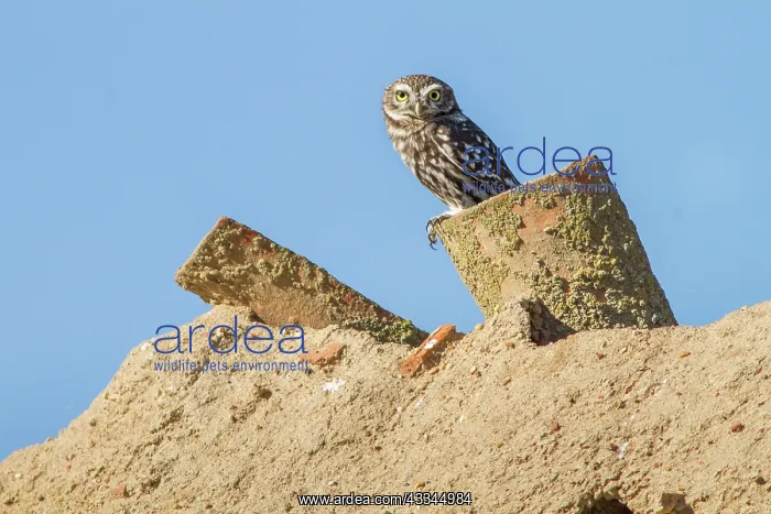 : 80184386 Little Owl - adult perched on tile Villafafila : 80184386 Little Owl - adult perched on tile Villafafila