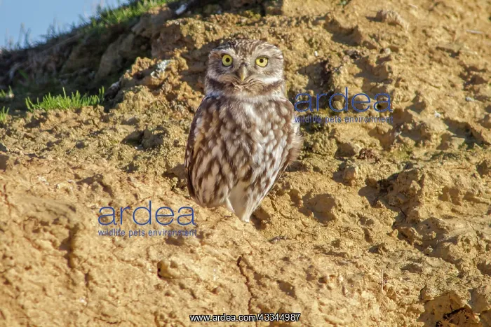 : 80184387 Little Owl - adult Villafafila, Castilla : 80184387 Little Owl - adult Villafafila, Castilla