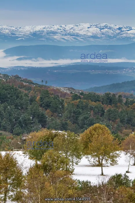: 80184388 Snowy Landscape Allariz, Galicia, Spain : 80184388 Snowy Landscape Allariz, Galicia, Spain