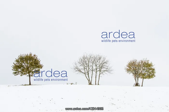 : 80184389 Snowy landscape Allariz, Galicia, Spain : 80184389 Snowy landscape Allariz, Galicia, Spain
