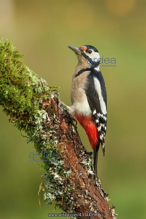  : 80184390 Great Spotted Woodpecker - adult male on