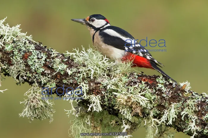 : 80184391 Great Spotted Woodpecker - adult male on : 80184391 Great Spotted Woodpecker - adult male on