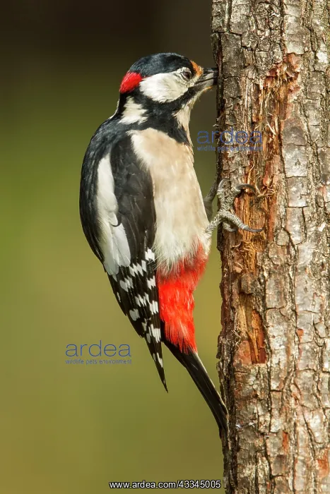 : 80184392 Great Spotted Woodpecker - adult male feeding : 80184392 Great Spotted Woodpecker - adult male feeding