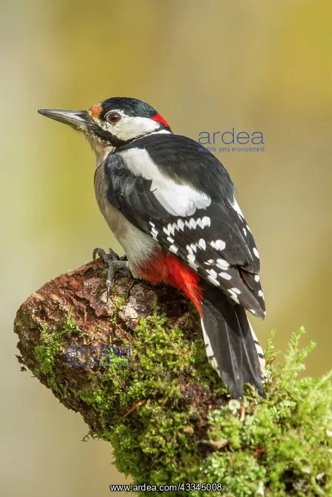 : 80184393 Great Spotted Woodpecker - adult male on : 80184393 Great Spotted Woodpecker - adult male on
