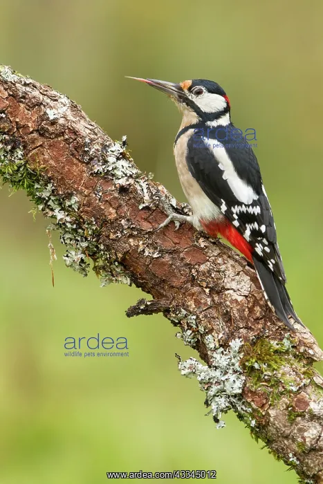 : 80184394 Great Spotted Woodpecker - adult male on : 80184394 Great Spotted Woodpecker - adult male on