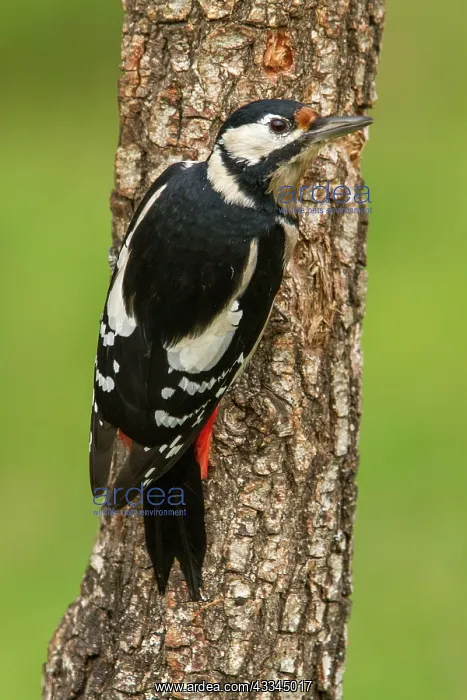 : 80184395 Great Spotted Woodpecker - adult female : 80184395 Great Spotted Woodpecker - adult female