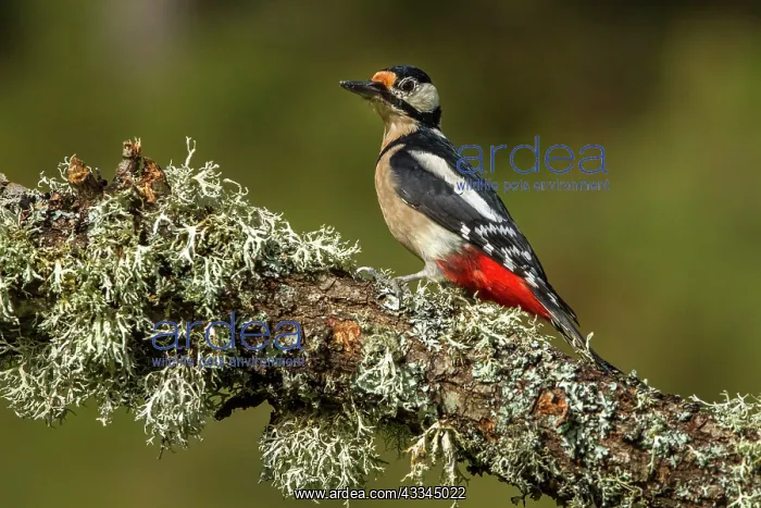 : 80184396 Great Spotted Woodpecker - adult female : 80184396 Great Spotted Woodpecker - adult female