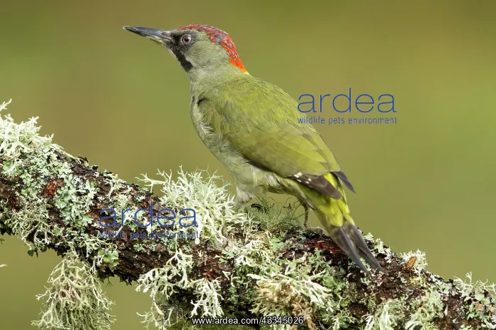  : 80184397 European Green Woodpecker - adult female