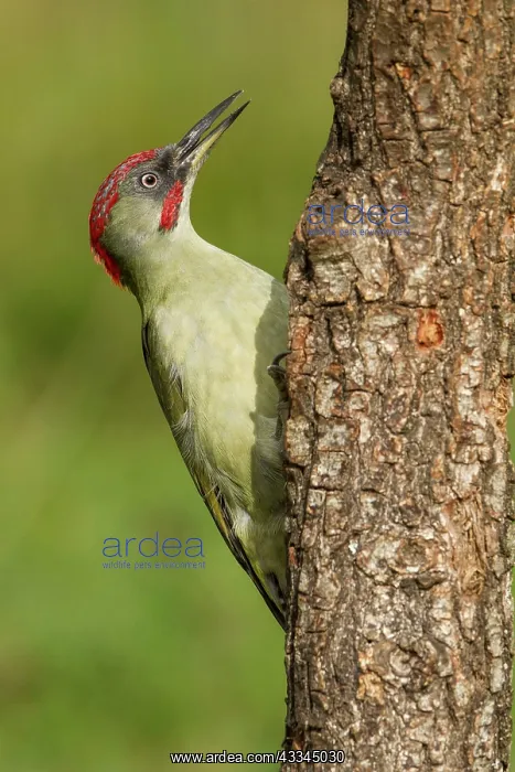  : 80184398 European Green Woodpecker - adult male