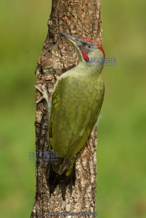 : 80184399 European Green Woodpecker - adult male : 80184399 European Green Woodpecker - adult male