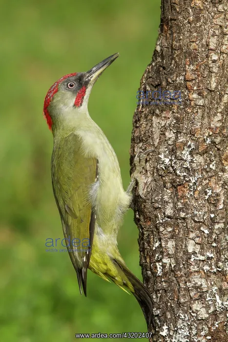 : 80184400 European Green Woodpecker - adult male : 80184400 European Green Woodpecker - adult male